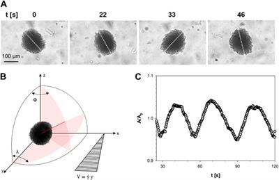 The morphology of cell spheroids in simple shear flow